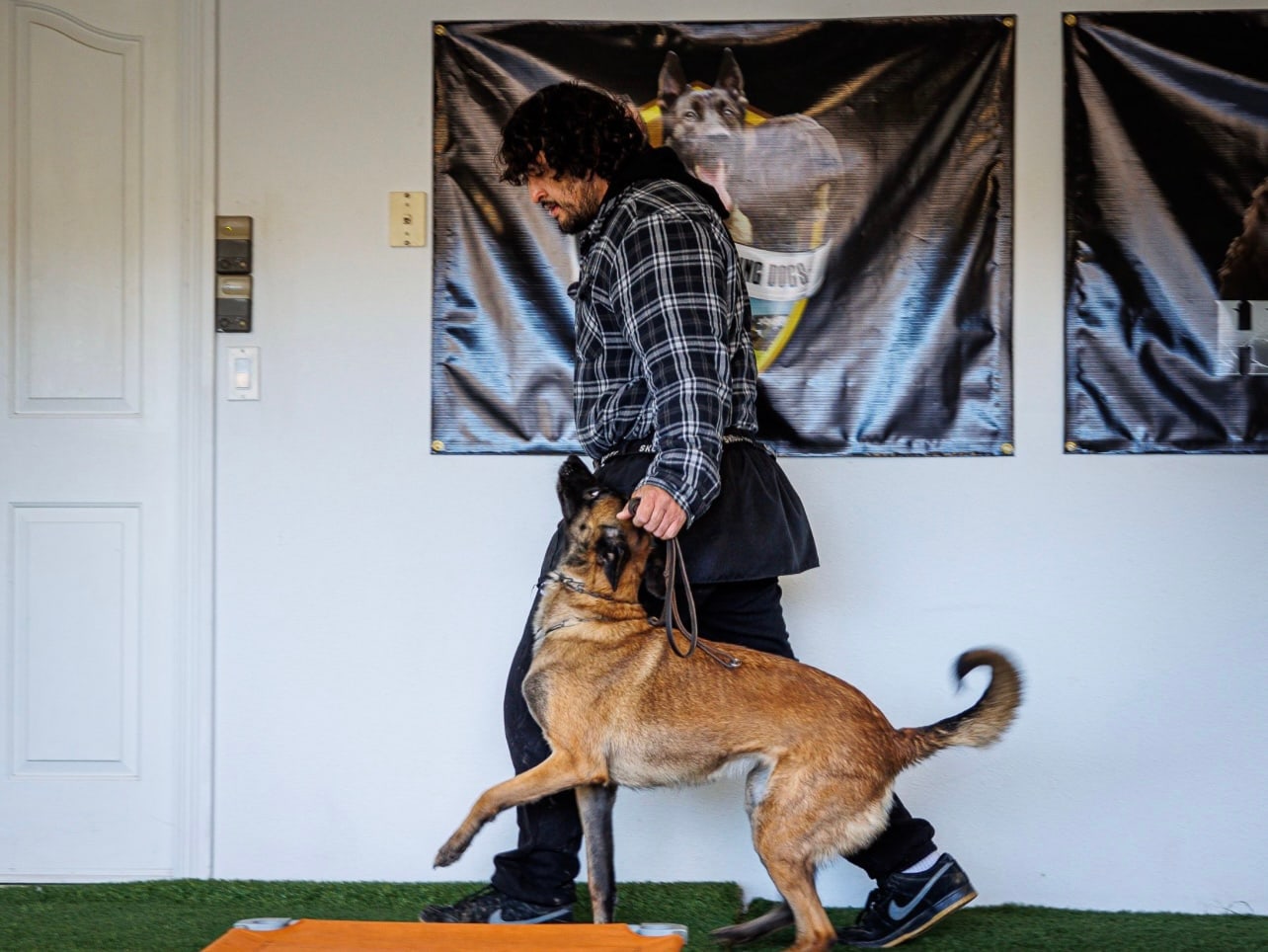 Andrew Pena working a focused Malinois at our Upland facility, raise and train flagship program