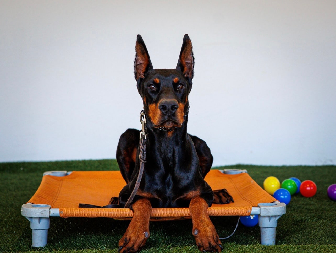 A Doberman holding a calm down-stay during advanced obedience work