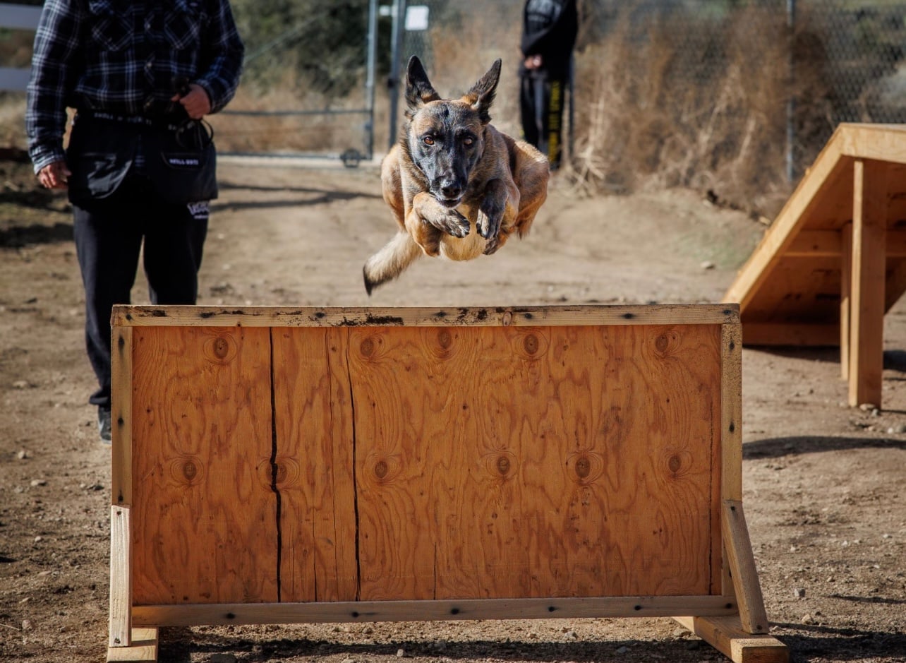 A high-drive working dog mid-jump during engagement work at our Upland facility