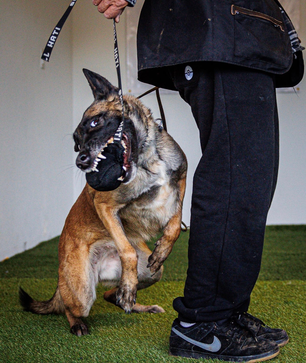 A muzzled dog working calmly during behavior modification at our Upland facility