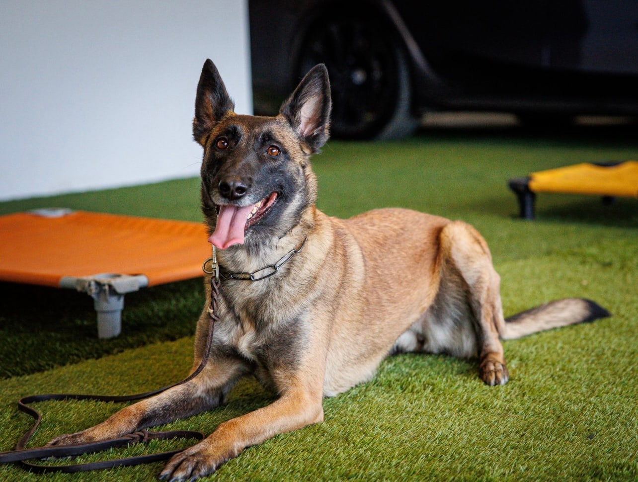 A trained dog holding a calm sphinx pose at home