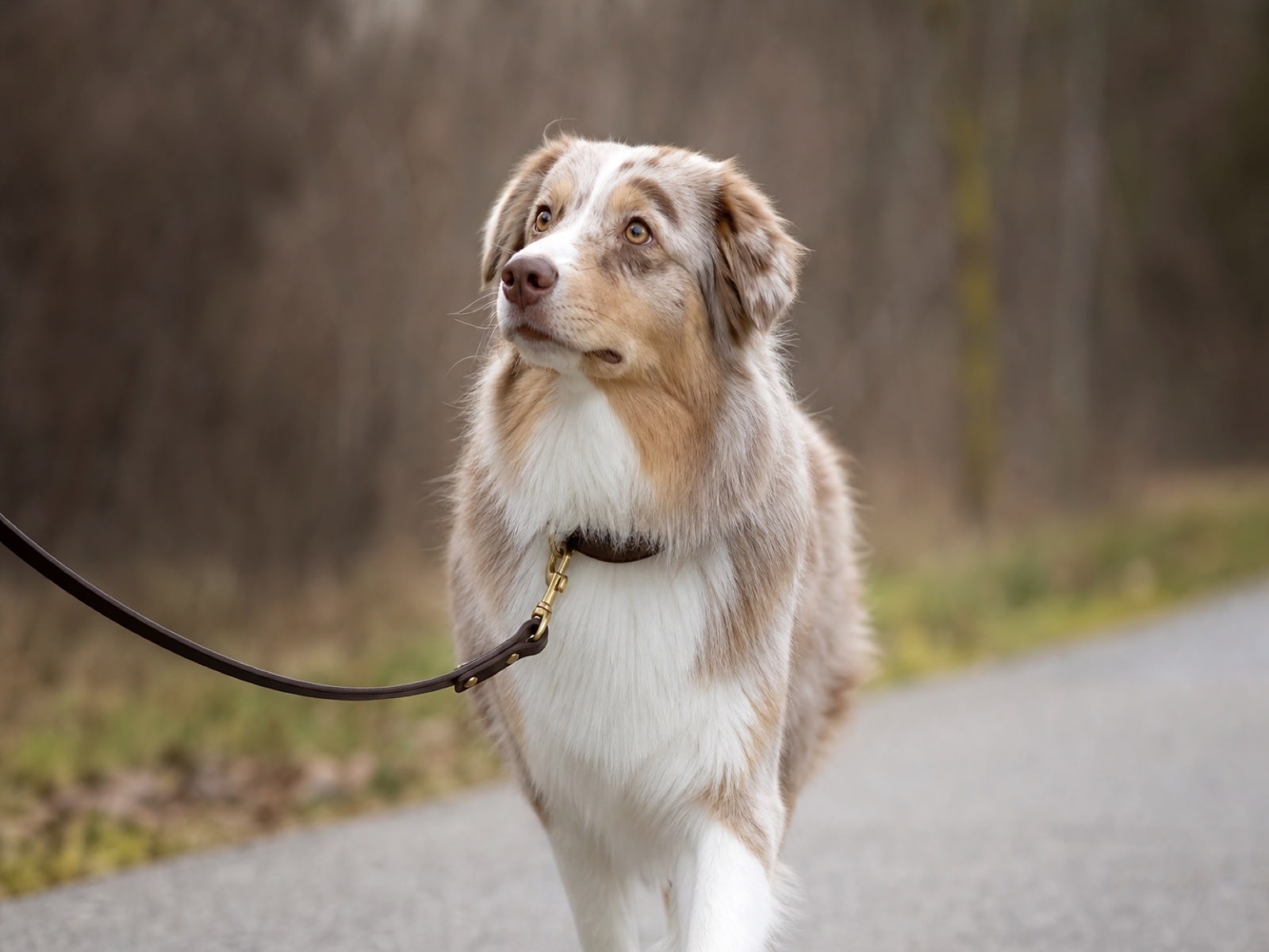 Australian Shepherd holding a calm loose-leash heel after board and train