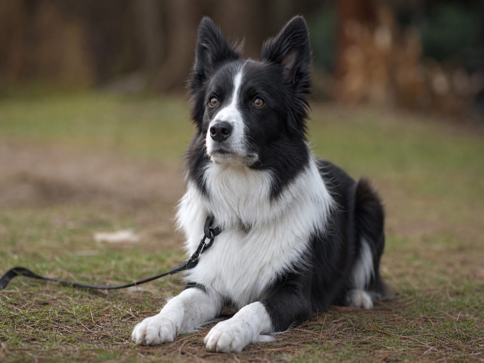 Black-and-white Border Collie on a calm down-stay outdoors