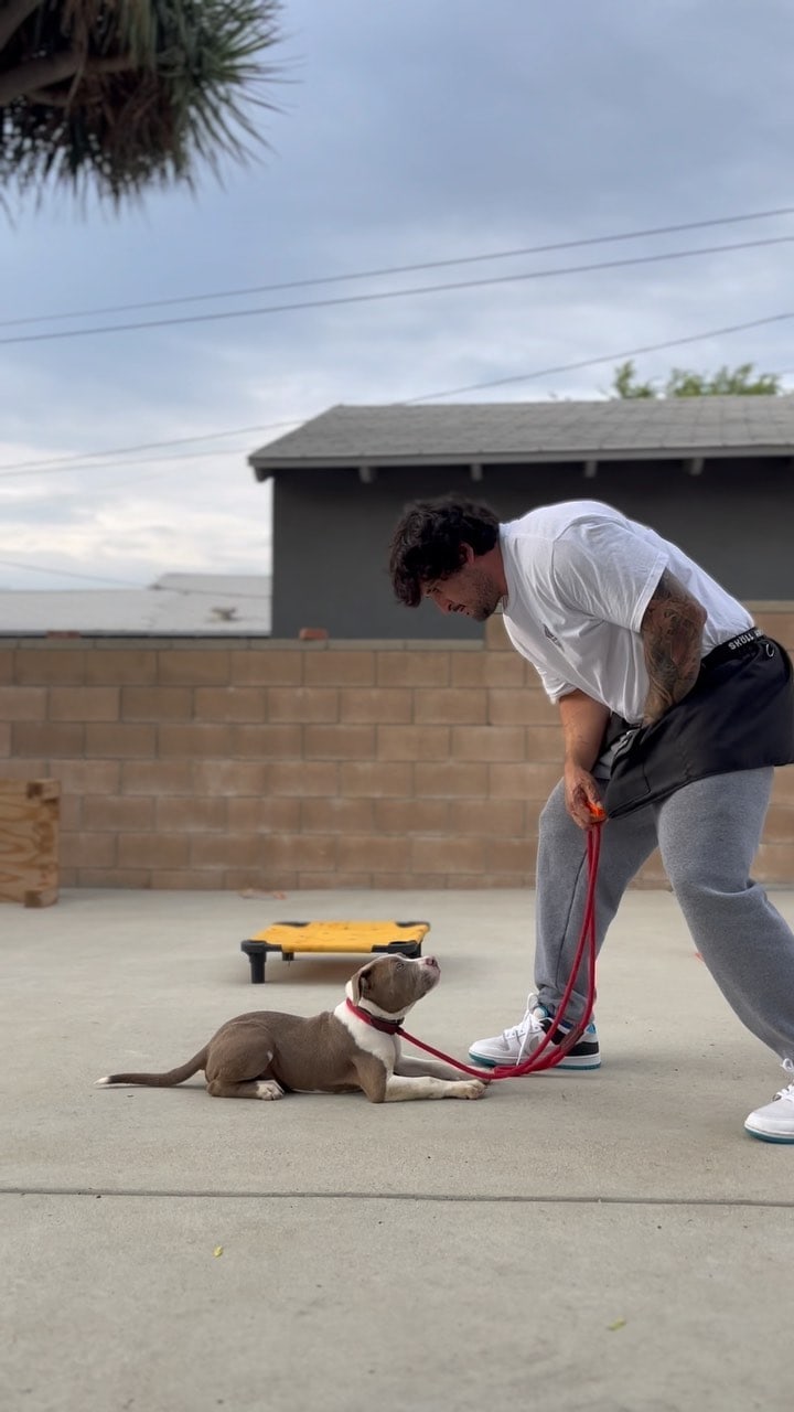 Andrew working a dog at the High Caliber facility, training reel from Instagram, 4M views