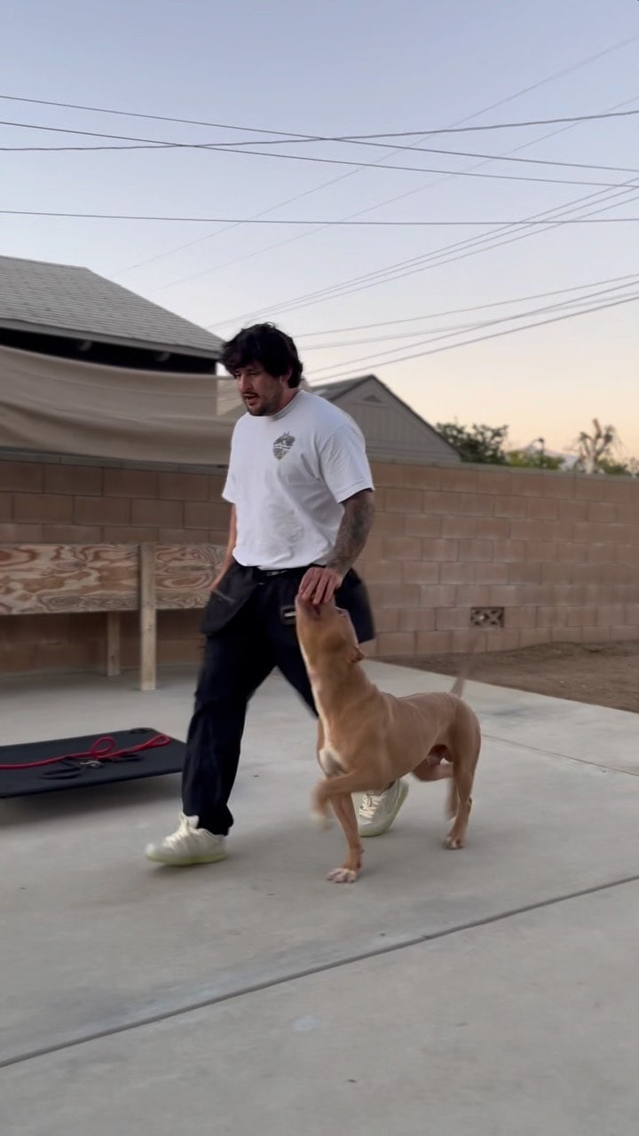 Andrew working a dog at the High Caliber facility, training reel from Instagram, 4.3M views