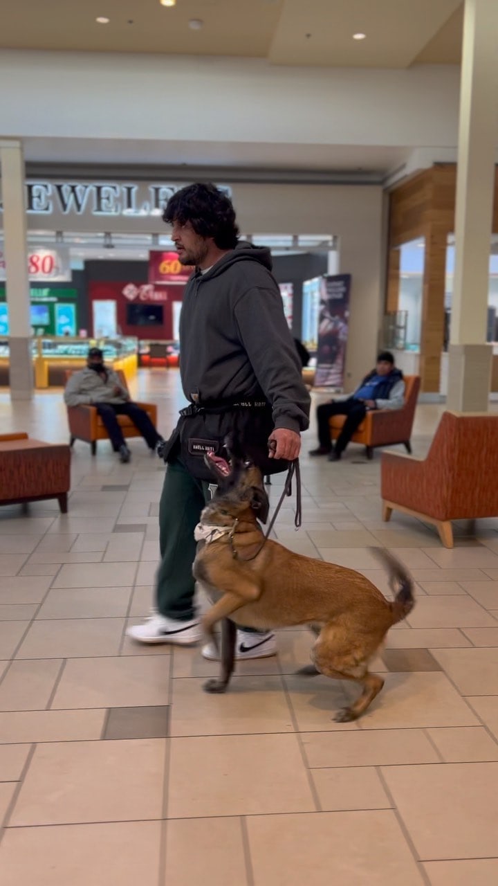 Andrew working a dog at the High Caliber facility, training reel from Instagram, 182K views