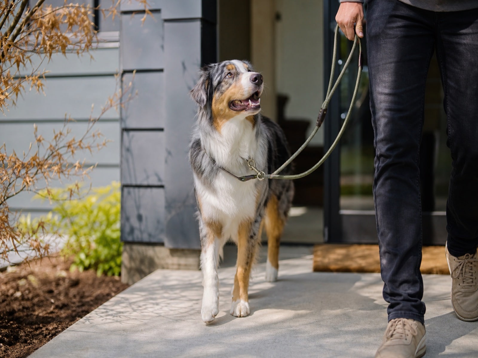 Rayleen's Australian Shepherd, settled after reactivity and early-aggression rehab at our Upland facility