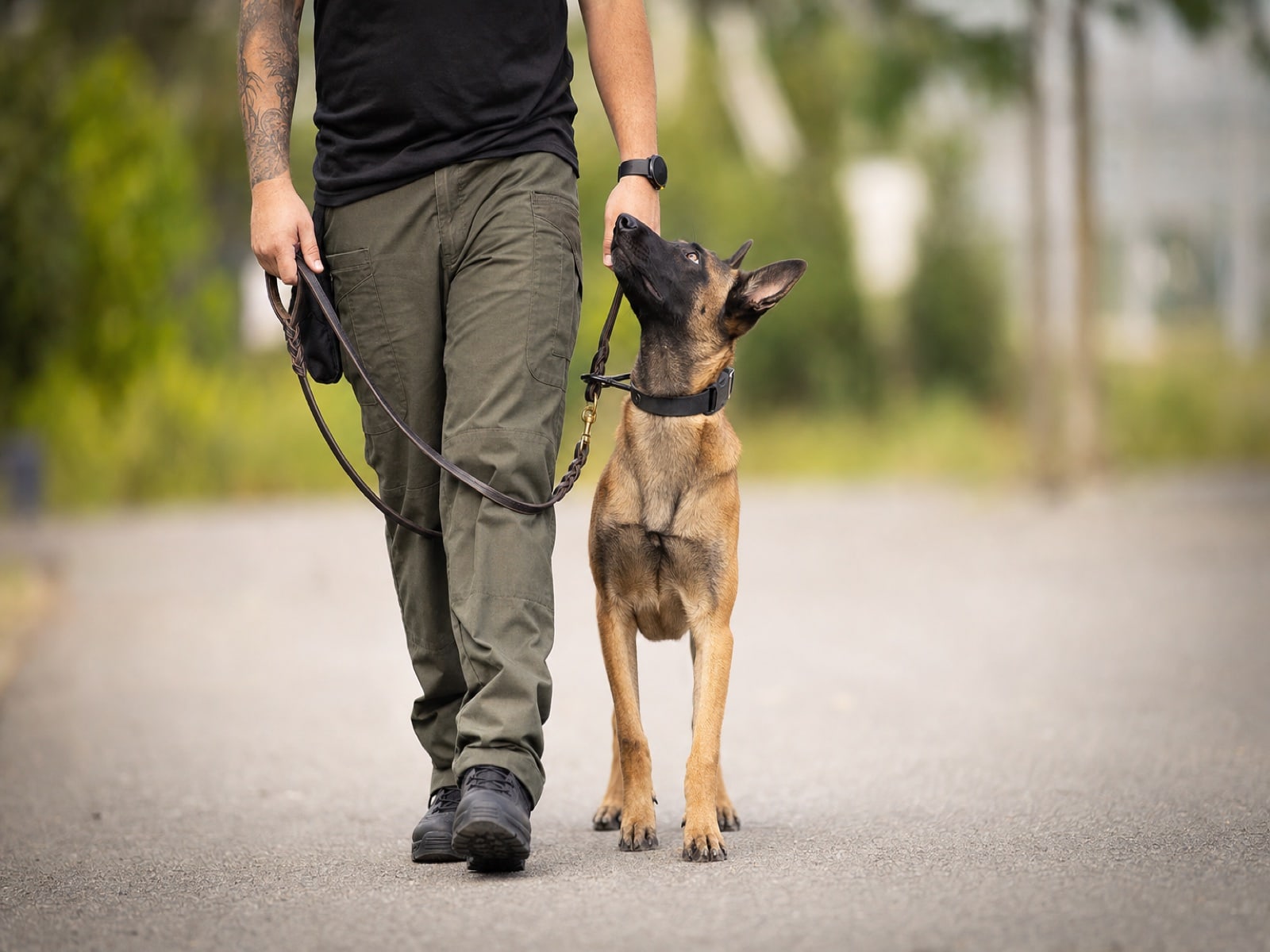 Remy, a Belgian Malinois, calm and engaged after fear-reactivity rehabilitation at our Upland facility