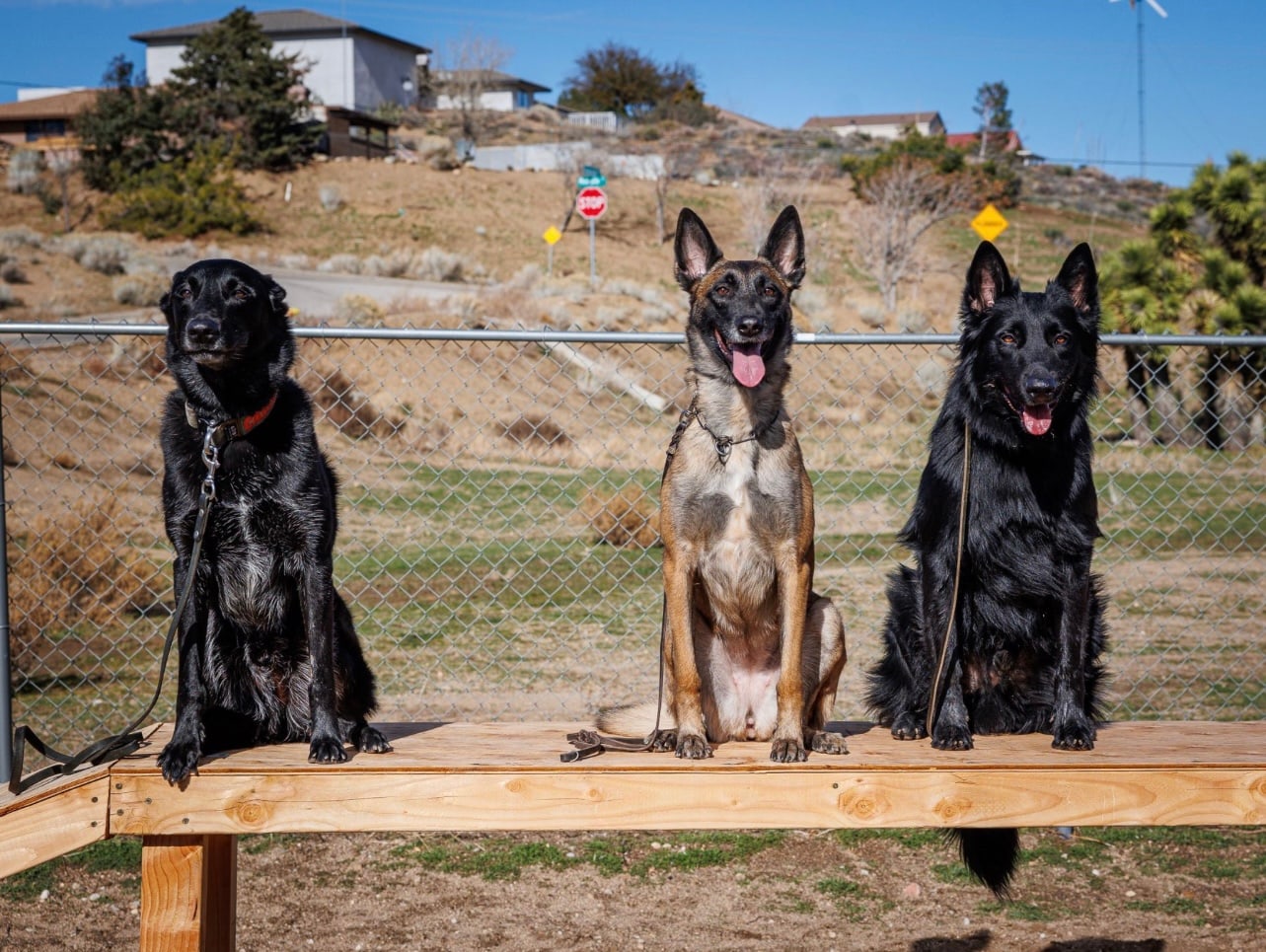 Three dogs holding a calm sit on a bench, structured group obedience