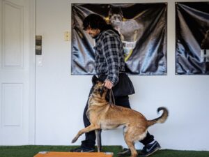 Dog Obedience Training in Upland, CA: From Basic Commands to Advanced Behavior