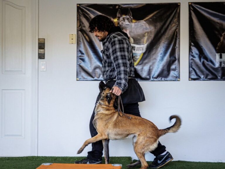 Dog Obedience Training in Upland, CA: From Basic Commands to Advanced Behavior