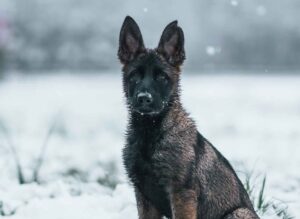 Puppy Training in Upland, CA: A Complete Local Guide for New Owners